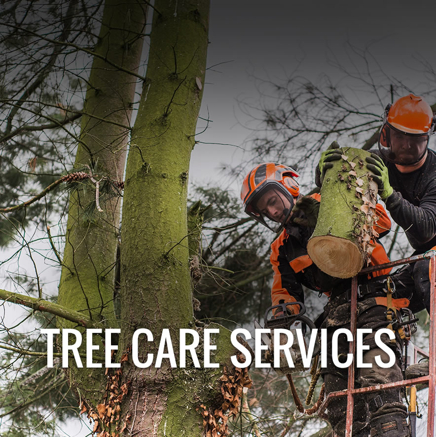 Tree Service Plano