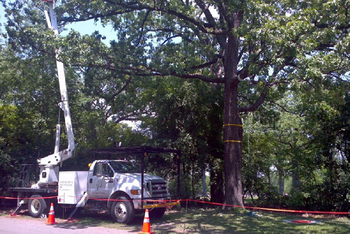 aaa tree service windsor